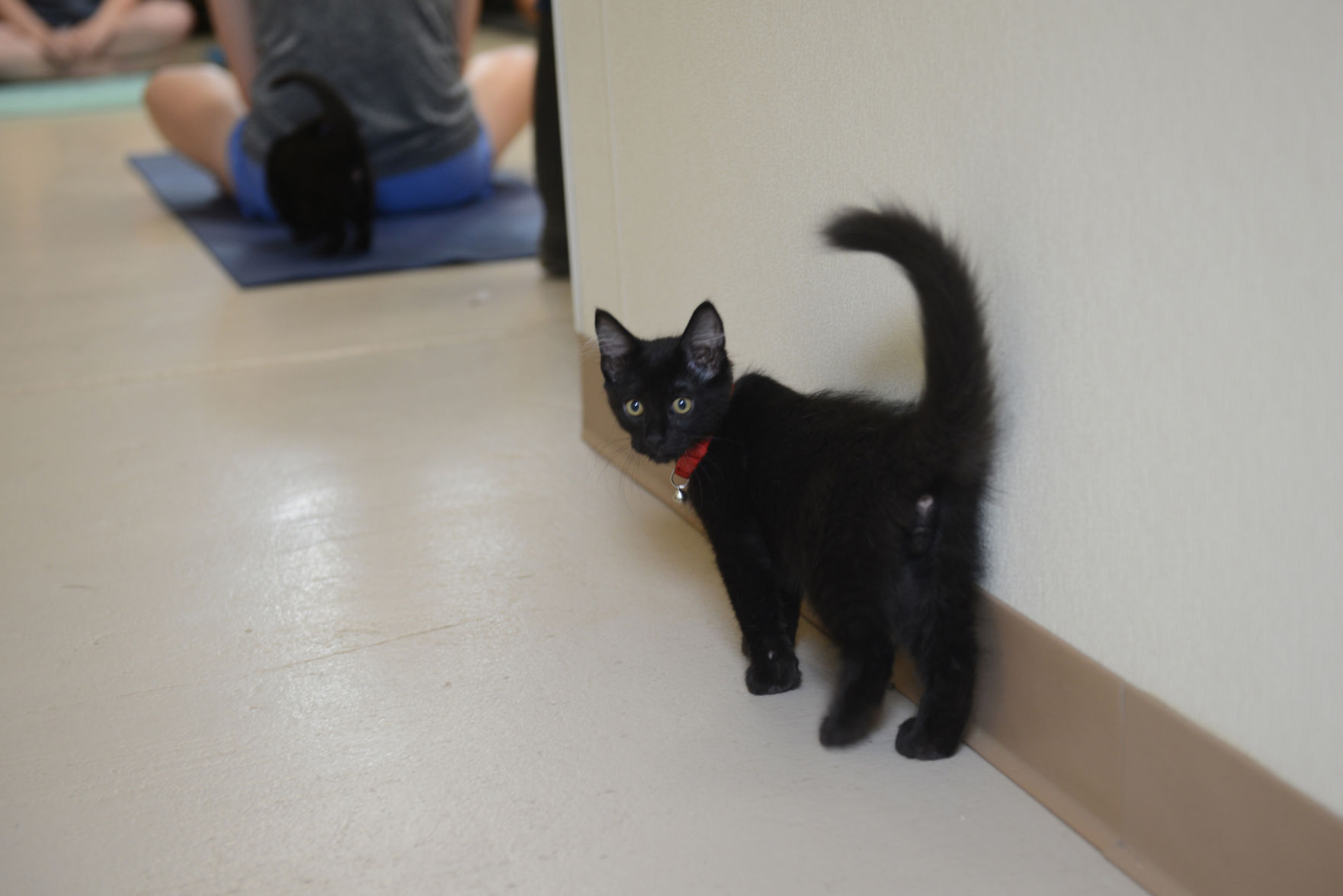 Cat Yoga at Aggieland Humane Society